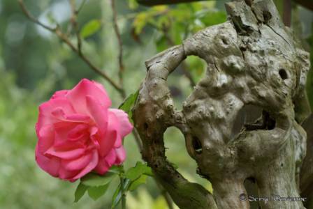 yizaz_DSC07026.JPG - la rose et la souche d'arbre